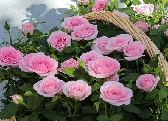 植物常识问题|夏季月季长新芽如何追肥更安全