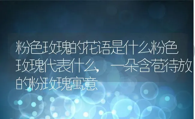 粉色玫瑰的花语是什么粉色玫瑰代表什么,一朵含苞待放的粉玫瑰寓意 | 养殖常见问题