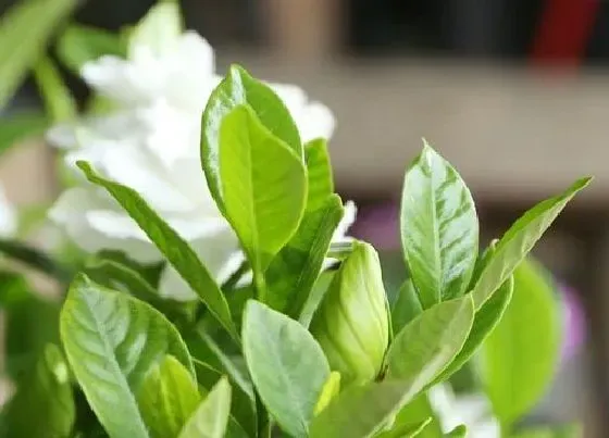 植物常识问题|给栀子花浇水有哪些技巧