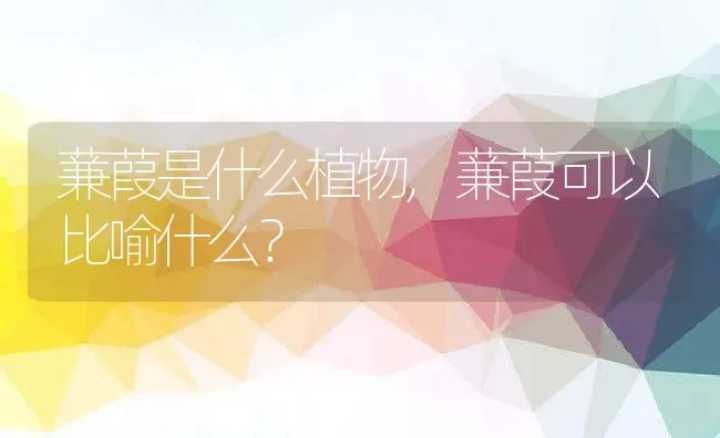 蒹葭是什么植物,蒹葭可以比喻什么？ | 养殖常见问题