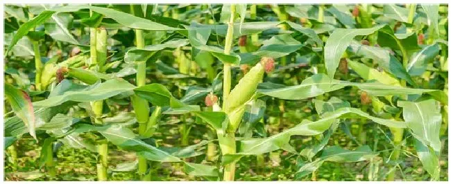 2甲4氯钠打后几天能种玉米 | 农业答疑