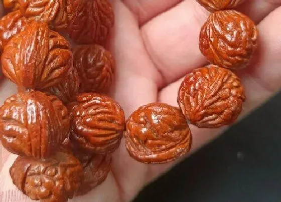 植物常识问题|手串怎么盘越来越亮 怎样正确盘手串才能获得包浆