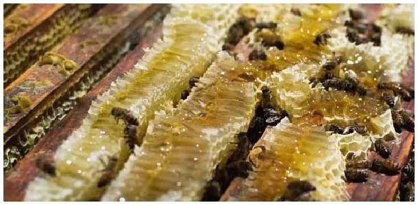 没有摇蜜机怎么取蜂蜜？ | 科普知识