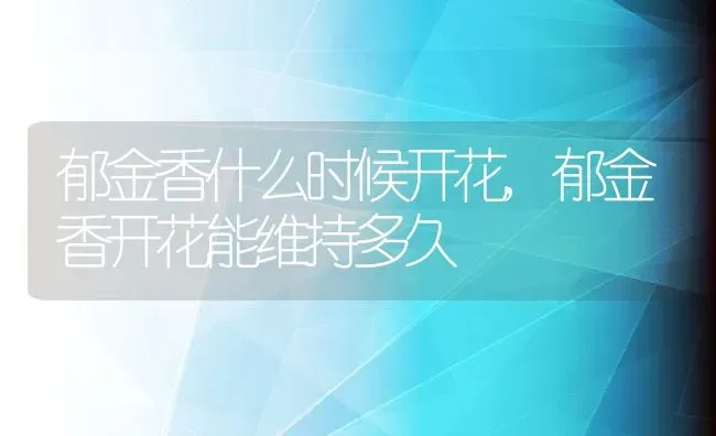 郁金香什么时候开花,郁金香开花能维持多久 | 养殖常见问题