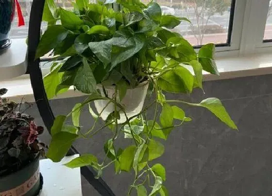 植物常识问题|绿萝长势越来越差的原因