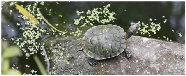 为什么珍珠鳖养不活 | 生活常识