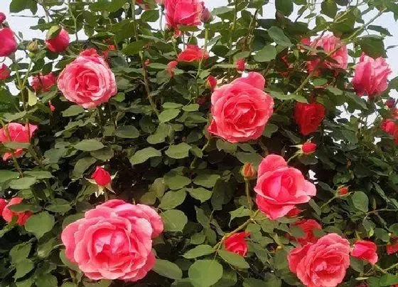 植物常识问题|月季怎么养开花多  有哪些养护妙招