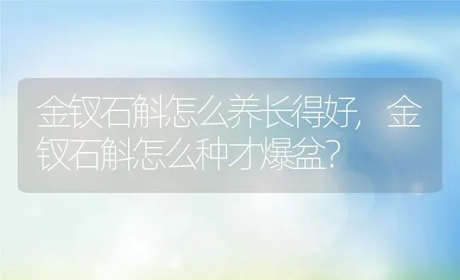 金钗石斛怎么养长得好,金钗石斛怎么种才爆盆？ | 养殖常见问题