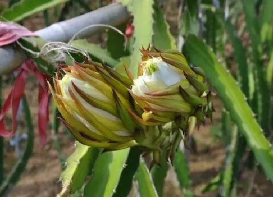 植物常识问题|给火龙果盆栽浇水有哪些正确方法