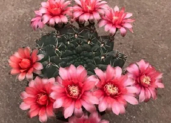 植物常识问题|仙人掌十大品种