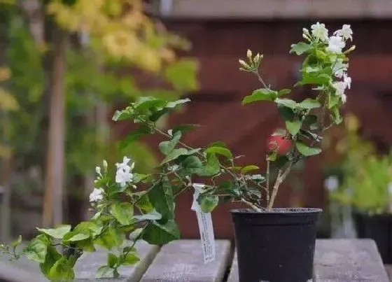 植物常识问题|茉莉花开花多的养护秘诀