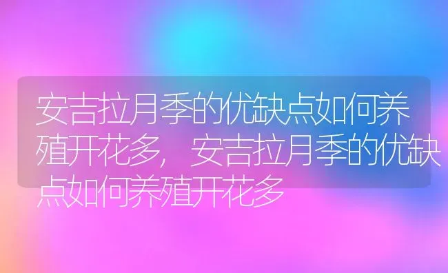 安吉拉月季的优缺点如何养殖开花多,安吉拉月季的优缺点如何养殖开花多 | 养殖常见问题