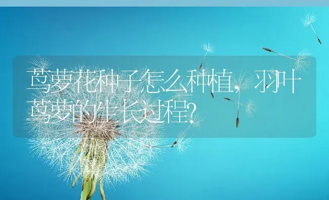 茑萝花种子怎么种植,羽叶茑萝的生长过程？ | 养殖常见问题