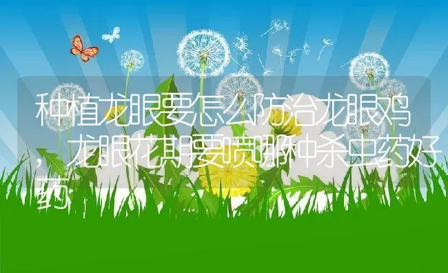 种植龙眼要怎么防治龙眼鸡,龙眼花期要喷哪种杀虫药好药 | 养殖常见问题