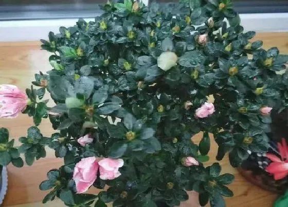 植物常识问题|入冬后杜鹃花要怎么养才能越长越旺