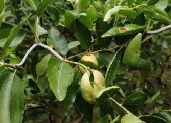 植物常识问题|如何把一盆龙须枣树养好