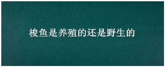 梭鱼是养殖的还是野生的 | 三农问答