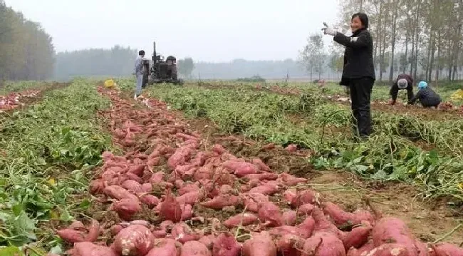 植物常识问题|红薯怎么施肥能达到高产（种植扦插红薯高产追肥技术）