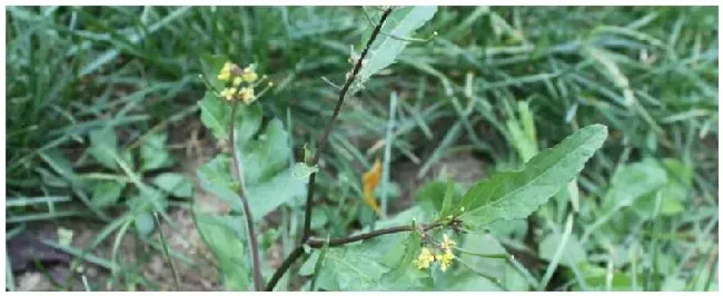 十字花科种植注意事项 | 农业常识