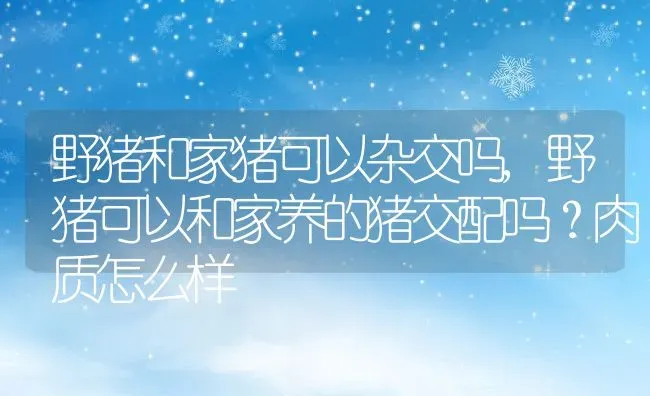 野猪和家猪可以杂交吗,野猪可以和家养的猪交配吗？肉质怎么样 | 养殖常见问题