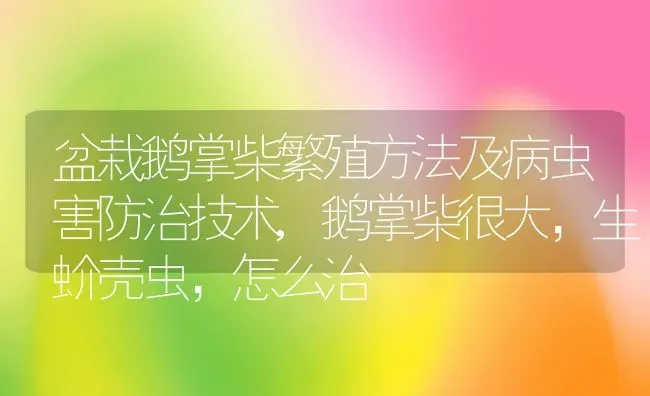 盆栽鹅掌柴繁殖方法及病虫害防治技术,鹅掌柴很大，生蚧壳虫，怎么治 | 养殖常见问题