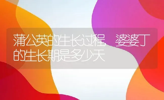 蒲公英的生长过程,婆婆丁的生长期是多少天 | 养殖常见问题