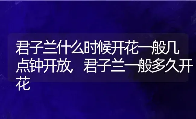 君子兰什么时候开花一般几点钟开放,君子兰一般多久开花 | 养殖常见问题