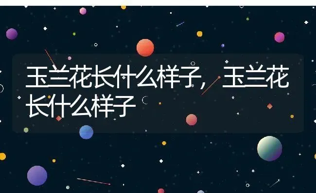 玉兰花长什么样子,玉兰花长什么样子 | 养殖常见问题