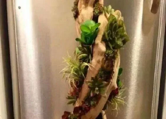 植物常识问题|多肉花篮是如何进行制作的