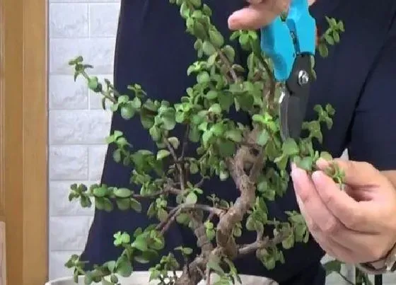 植物常识问题|修剪对于养花的好处
