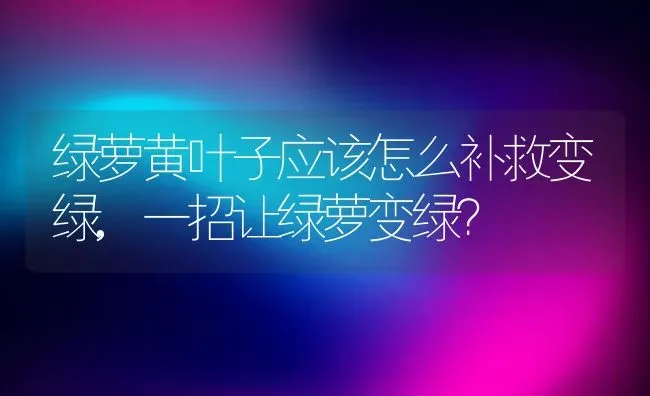 绿萝黄叶子应该怎么补救变绿,一招让绿萝变绿？ | 养殖常见问题