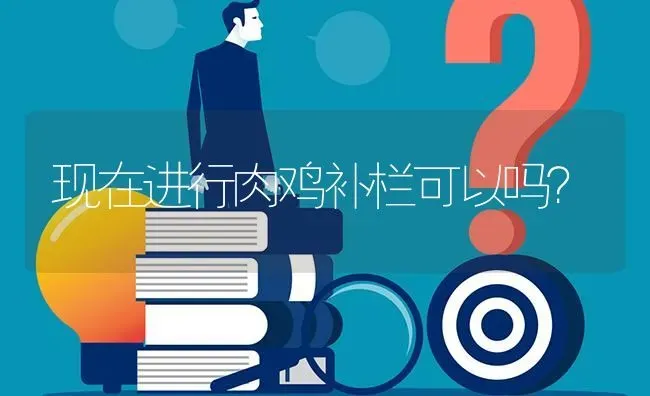 现在进行肉鸡补栏可以吗? | 养殖问题解答