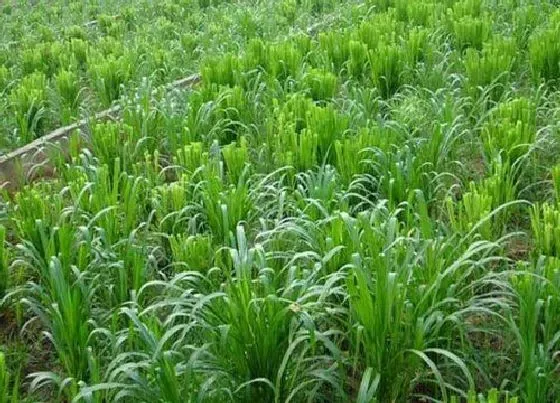 植物常识问题|多年生牧草有哪些品种 耐寒高产的多年生长牧草品种