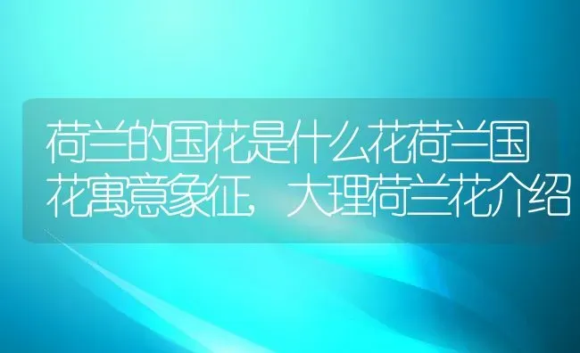 荷兰的国花是什么花荷兰国花寓意象征,大理荷兰花介绍 | 养殖常见问题