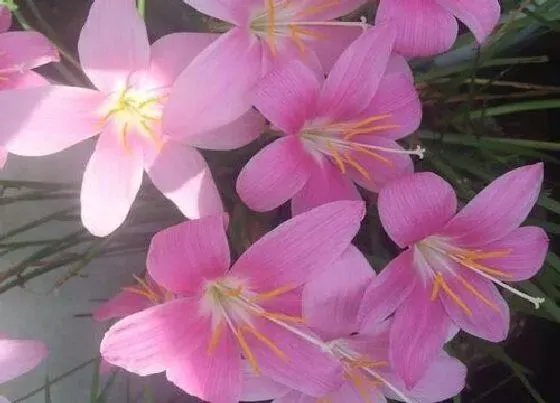 植物常识问题|风雨兰和韭兰的区别