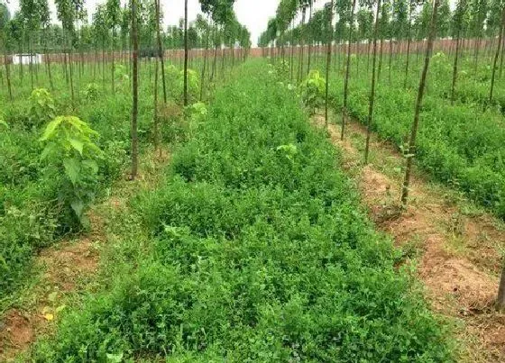 植物常识问题|多年生牧草有哪些品种 耐寒高产的多年生长牧草品种