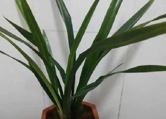 植物常识问题|兰花怎么养护盆盆都长满了新芽