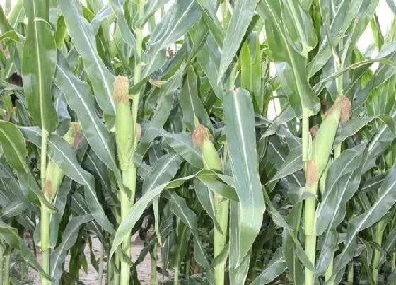 植物常识问题|十大高产玉米品种 全国高产玉米品种排行榜