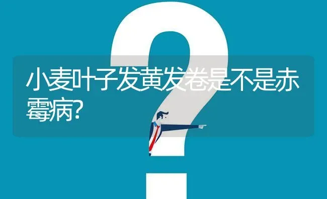 小麦叶子发黄发卷是不是赤霉病? | 养殖问题解答