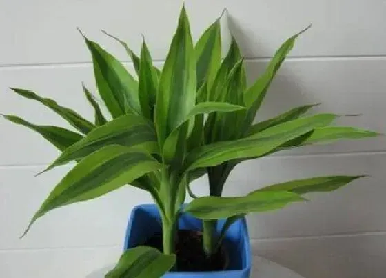 植物常识问题|富贵竹黄叶如何进行处理