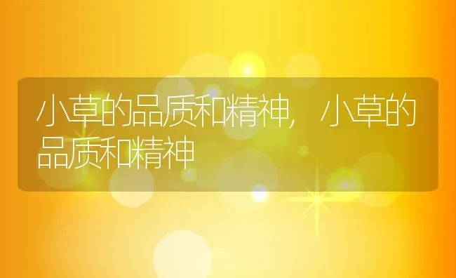 云竹叶子发黄怎么回事叶发黄挽救处理方法,云竹叶子发黄怎么办？ | 养殖常见问题