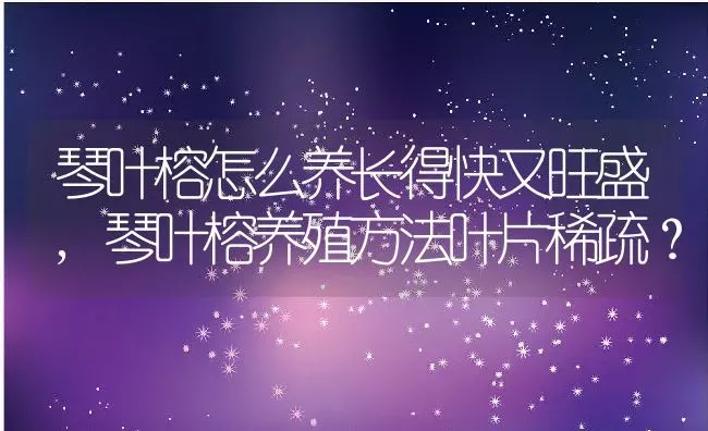 琴叶榕怎么养长得快又旺盛,琴叶榕养殖方法叶片稀疏？ | 养殖常见问题