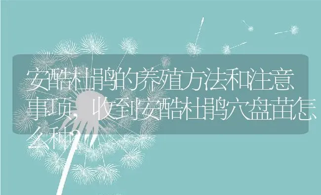 安酷杜鹃的养殖方法和注意事项,收到安酷杜鹃穴盘苗怎么种？ | 养殖常见问题