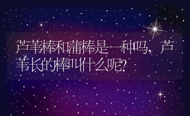 芦苇棒和蒲棒是一种吗,芦苇长的棒叫什么呢？ | 养殖常见问题