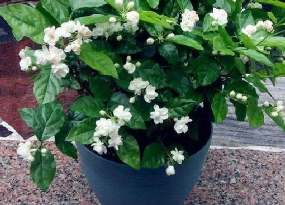 植物常识问题|茉莉花冒新芽后如何养护开花多