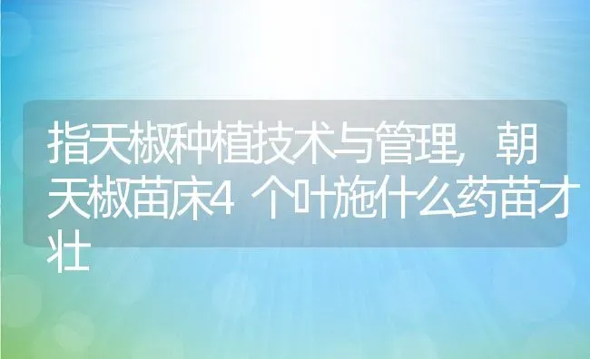 指天椒种植技术与管理,朝天椒苗床4个叶施什么药苗才壮 | 养殖常见问题