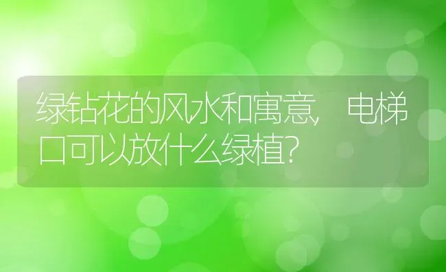 绿钻花的风水和寓意,电梯口可以放什么绿植？ | 养殖常见问题