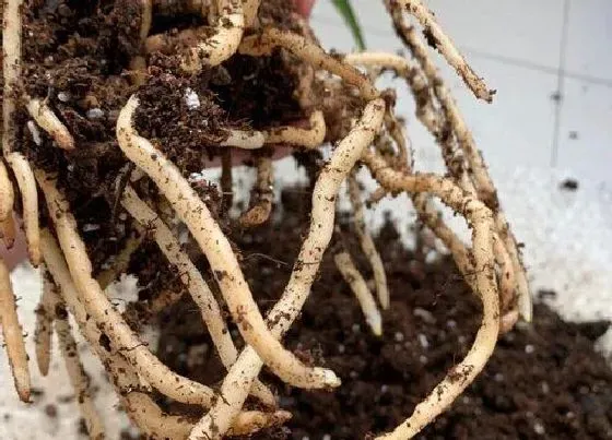 植物常识问题|花卉出现烂根前都有哪些前兆