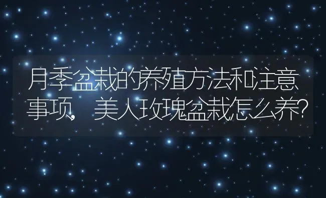 月季盆栽的养殖方法和注意事项,美人玫瑰盆栽怎么养？ | 养殖常见问题