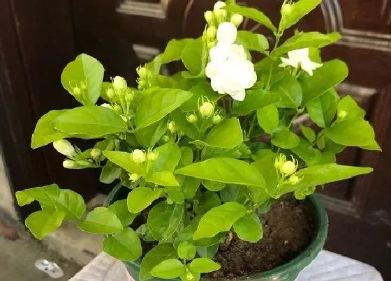 植物常识问题|茉莉花适合什么土壤种植